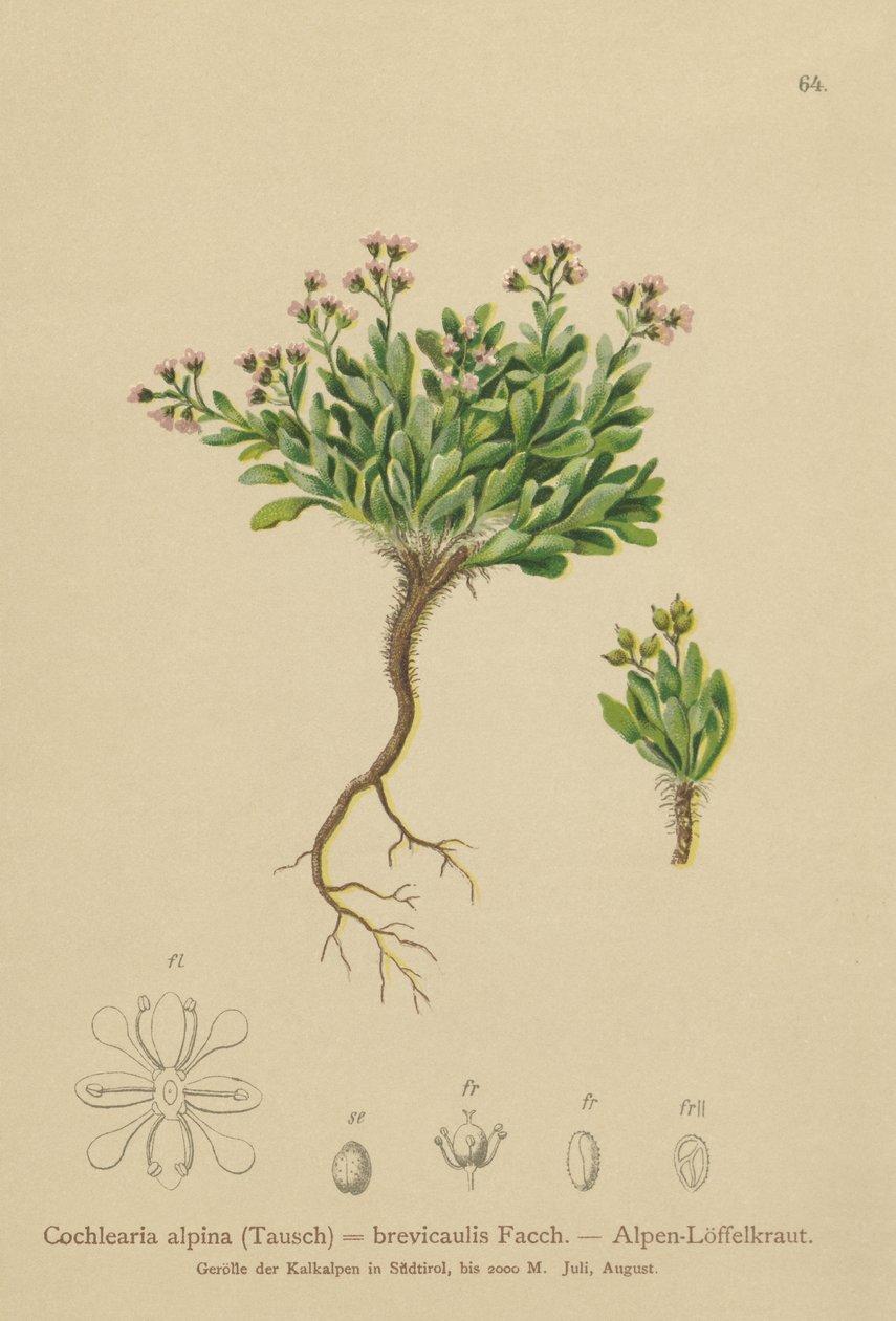 Erva-dos-Alpes (Cochlearia alpina, Cochlearia brevicaulis) de German School