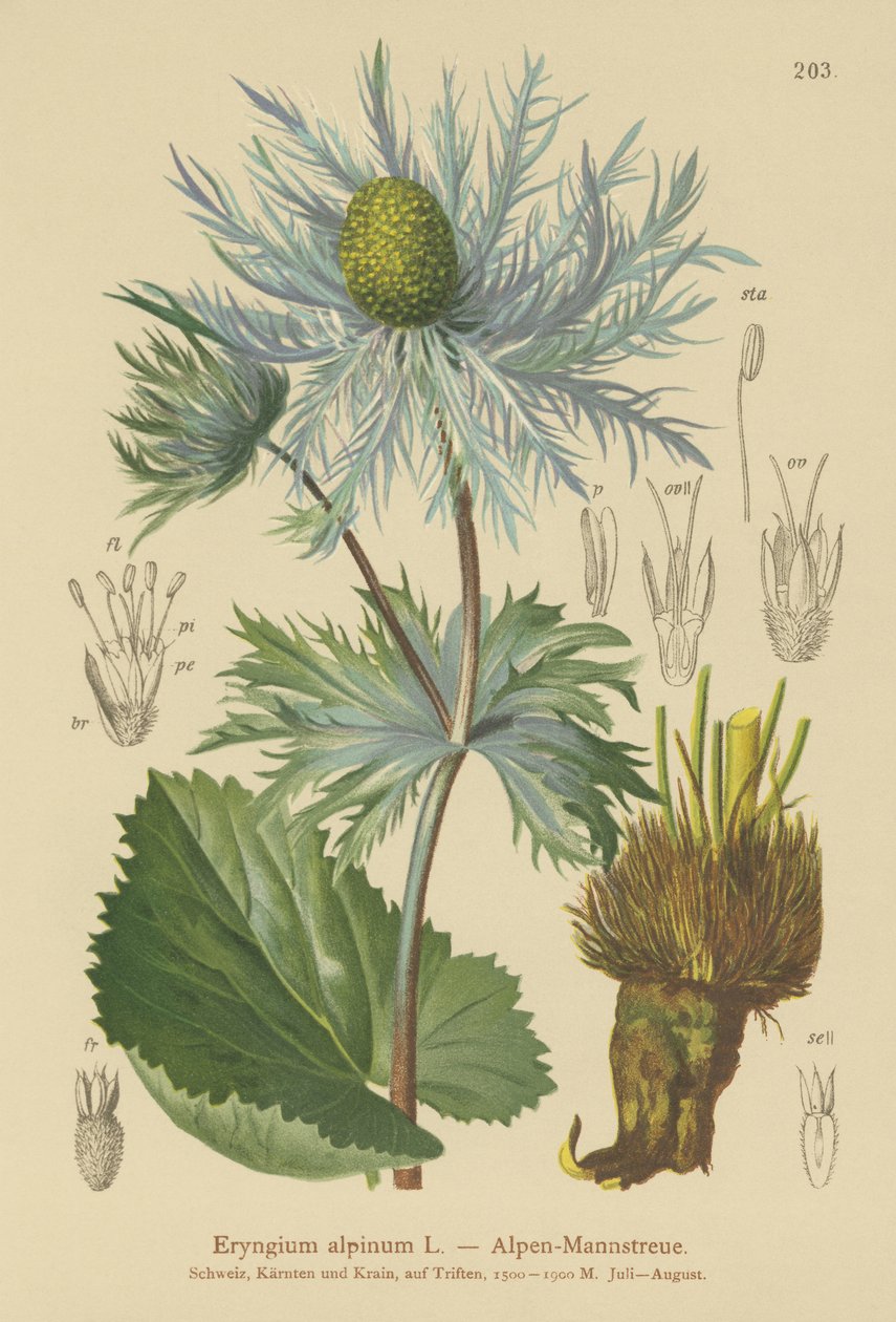 Azevinho de mar alpino (Eryngium alpinum) de German School