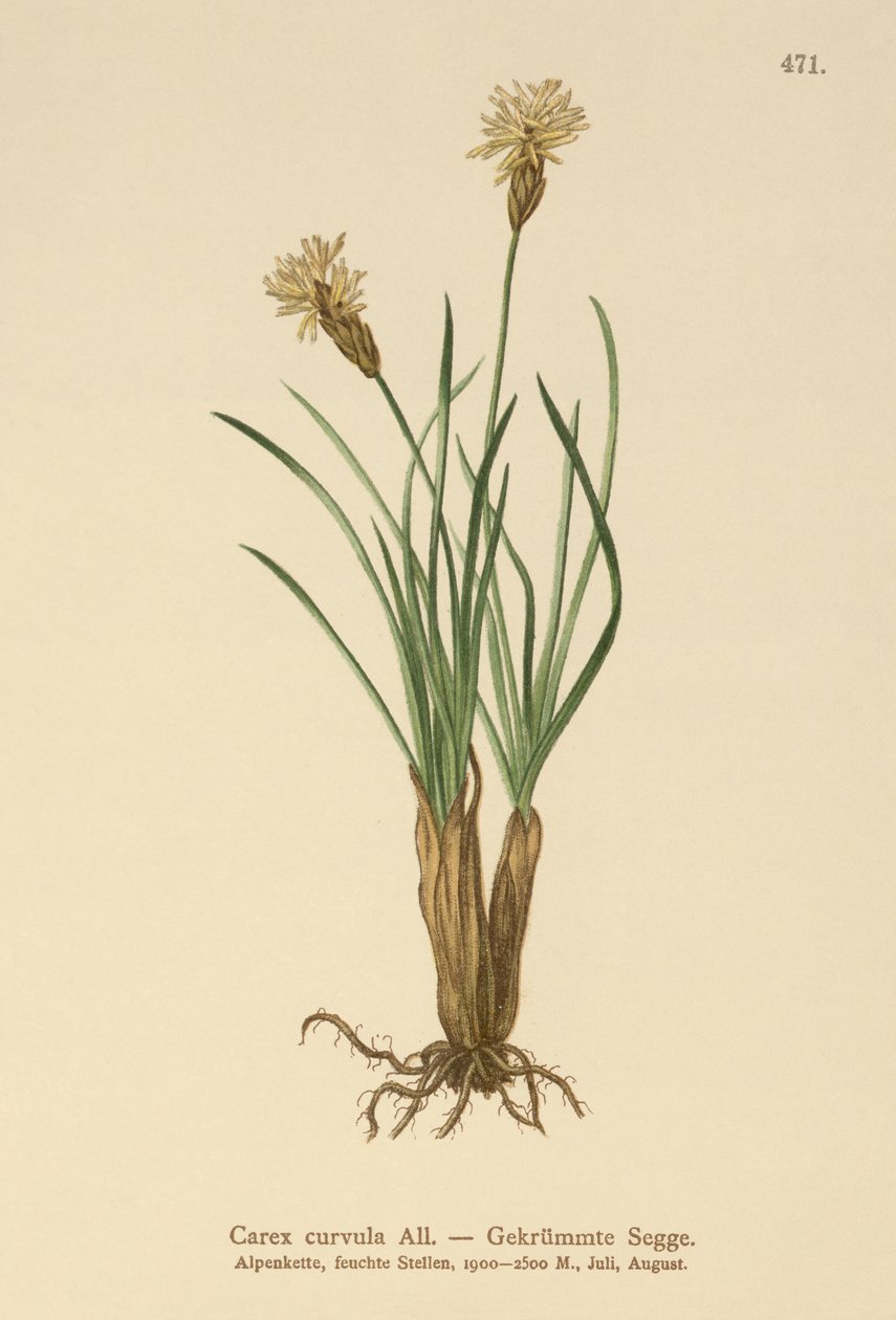 Sedge Alpine (curvula do Carex) de German School