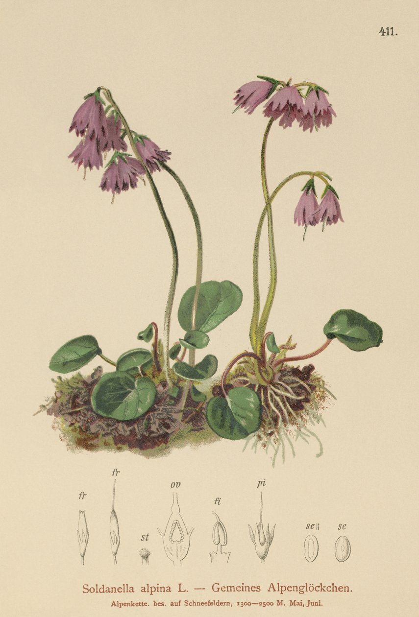 Sino de Neve Alpina (Soldanella alpina) de German School