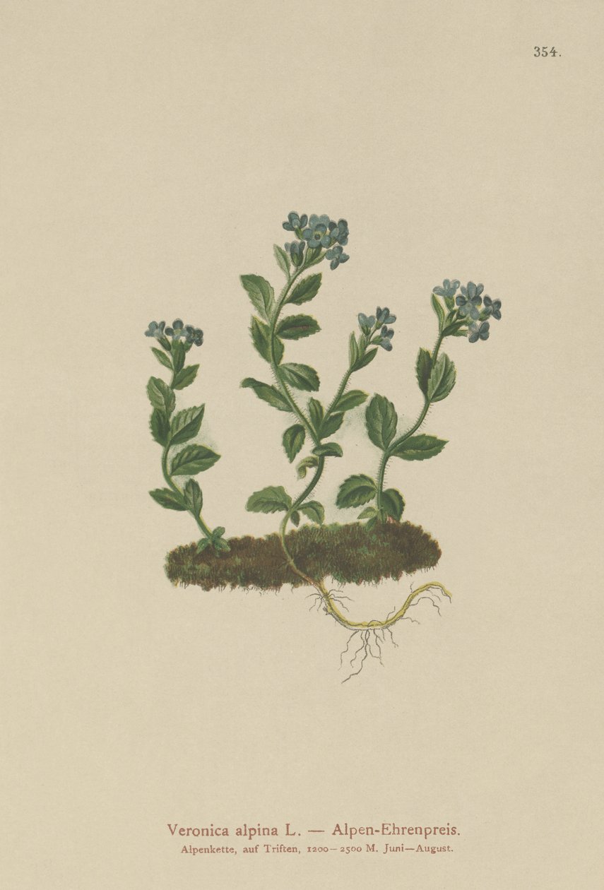 Alpine Speedwell (Veronica alpina) de German School