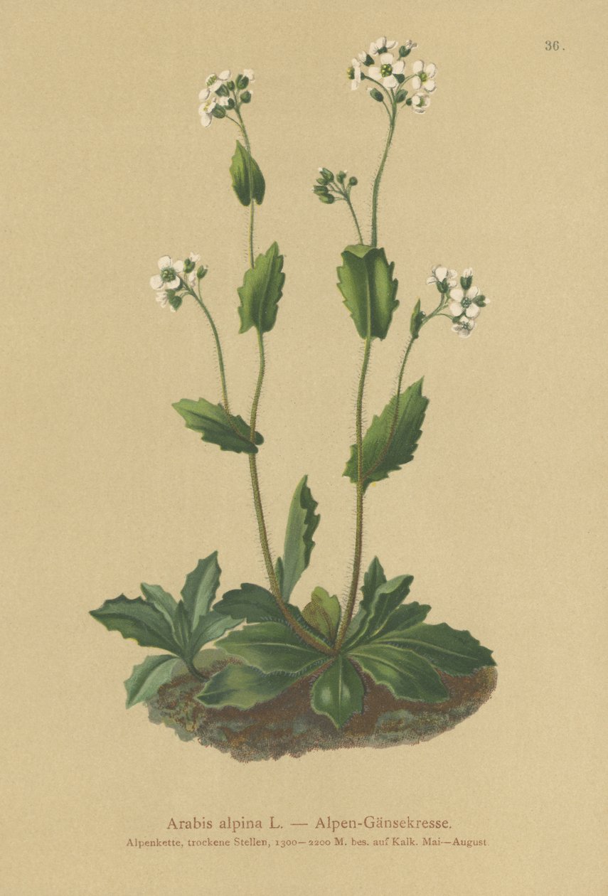 Agrião alpino (Arabis alpina) de German School