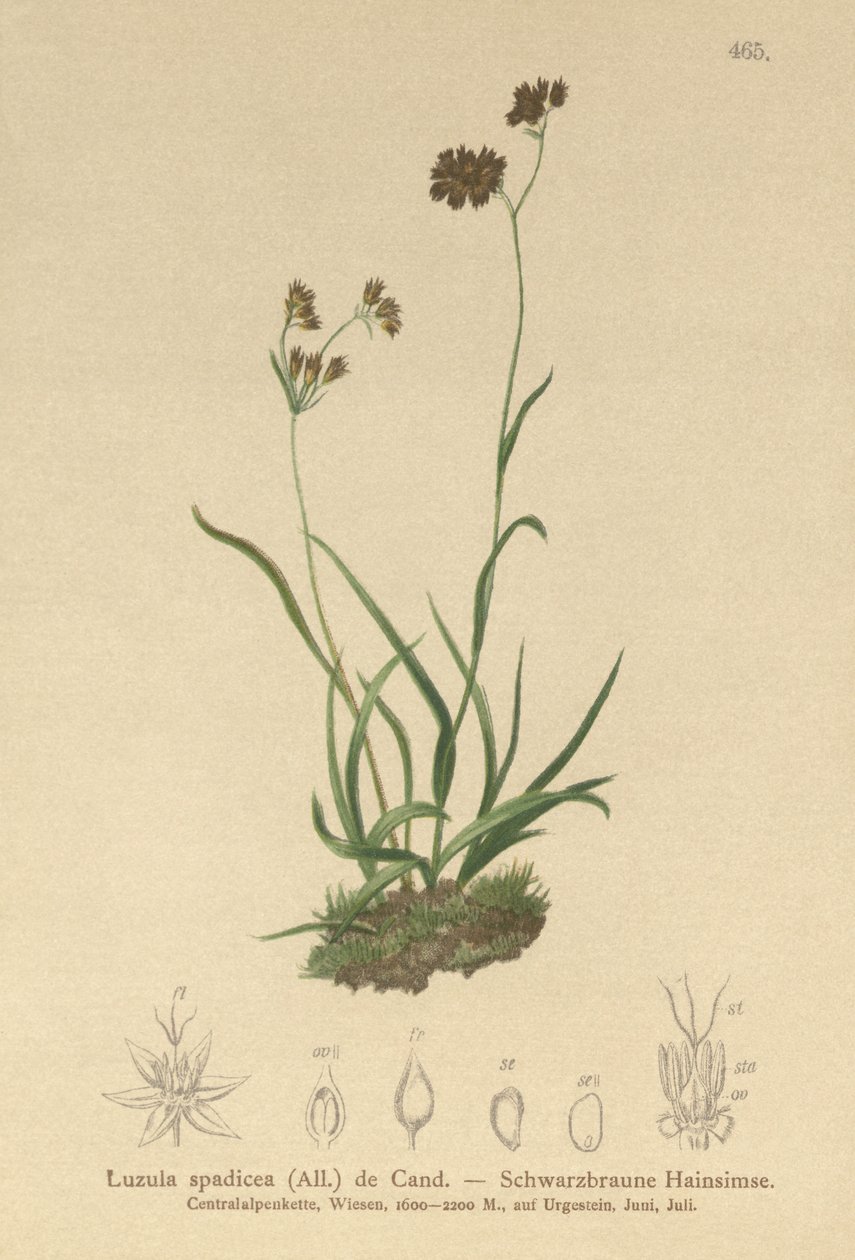 Corrida de madeira alpina (Alpinopilosa lustre, Luzula spadicea) de German School