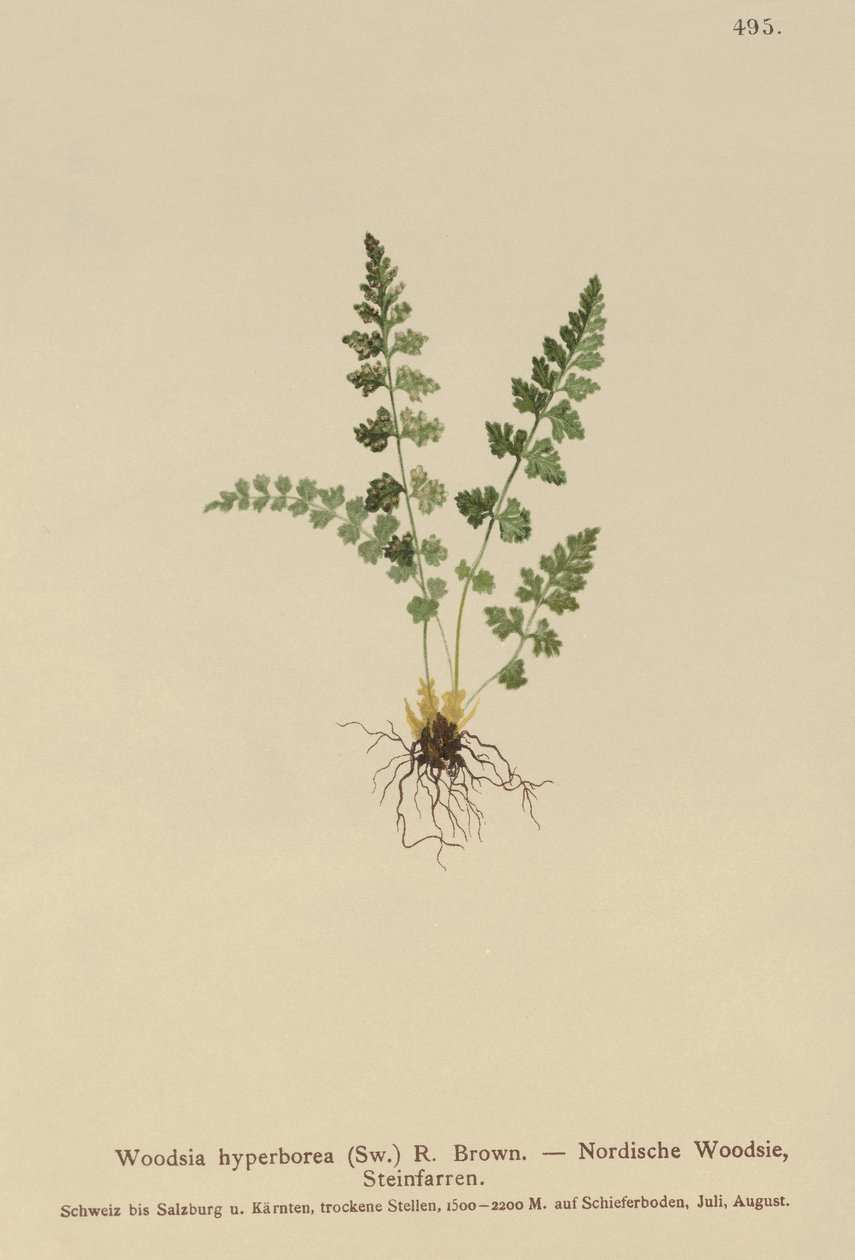 Woodsia alpina (Woodsia alpina, hyperborea de Woodsia, Woodsia intermedia, pubescens de Woodsia, Acrostichum alpinum, Acrostichum hyperboreum, Ceterach alpina, Polypodium arvonicum) de German School