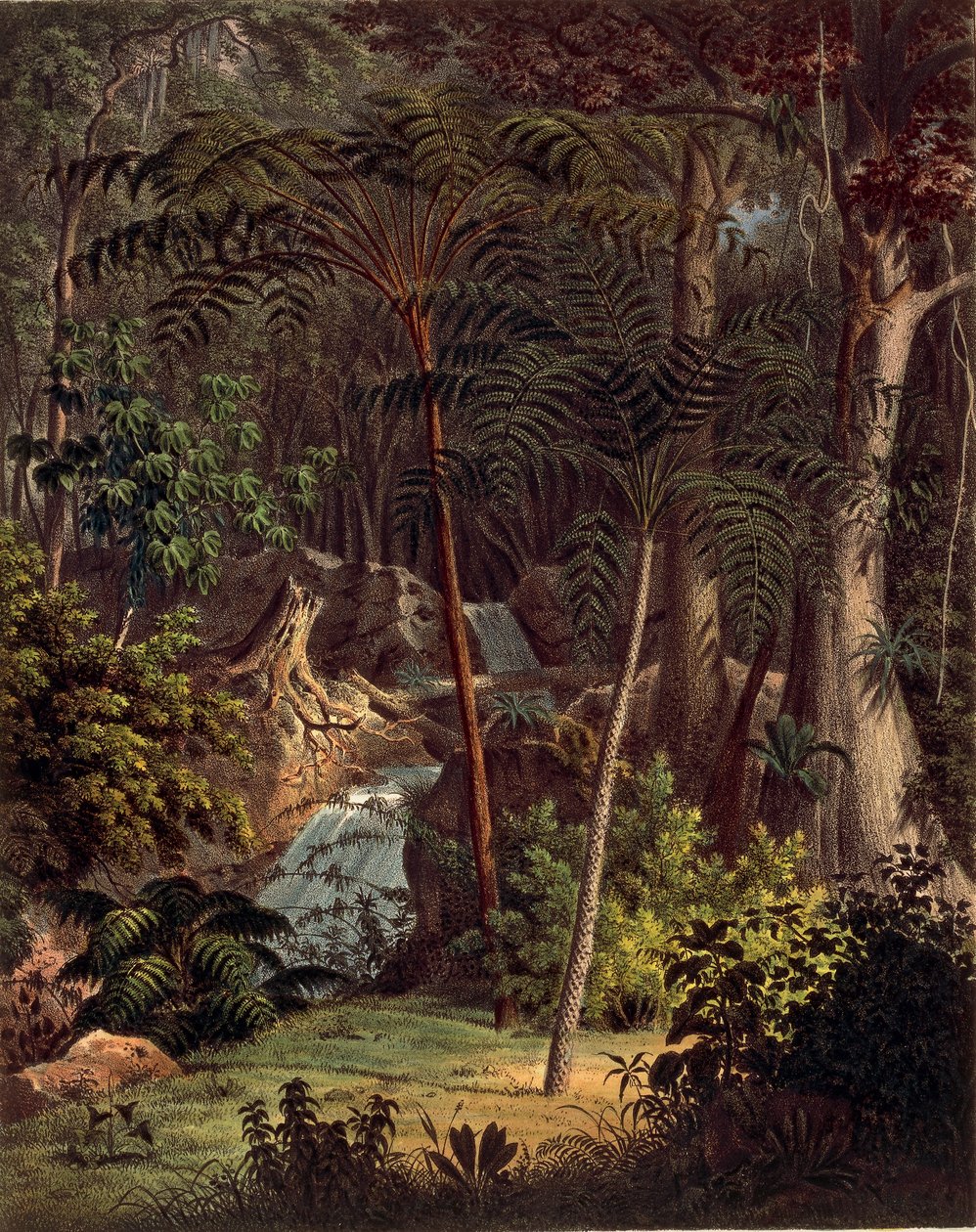 Floresta Amazônica, tabela XXVII de 