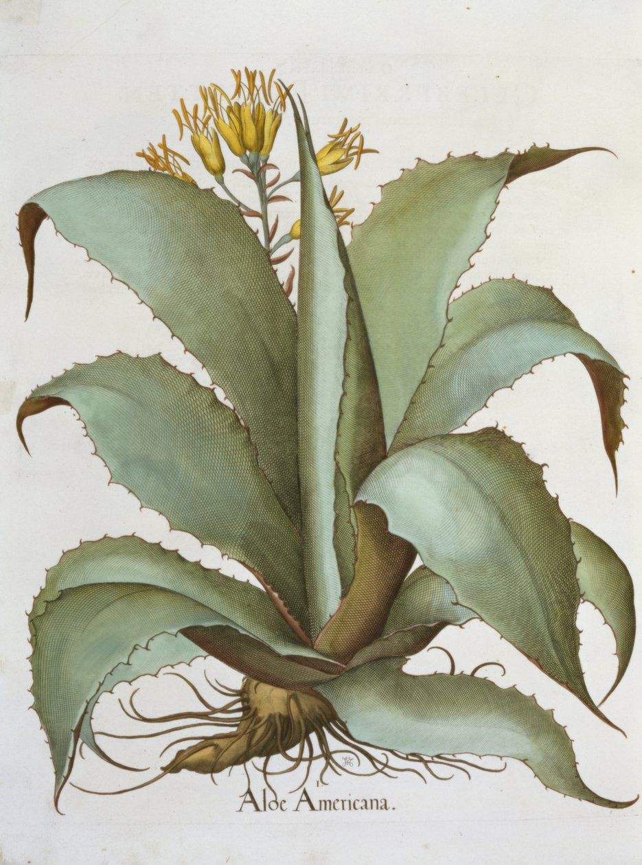 American Aloe: Aloe Americana, do Hortus Eystettensis de Basil Besler (1561-1629), pub. 1613 de German School