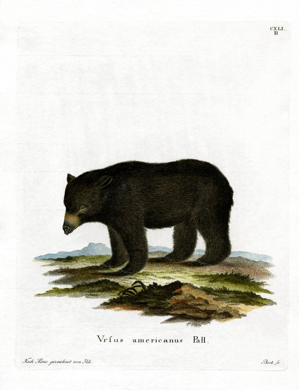 Urso Negro Americano (gravação colorida) de German School