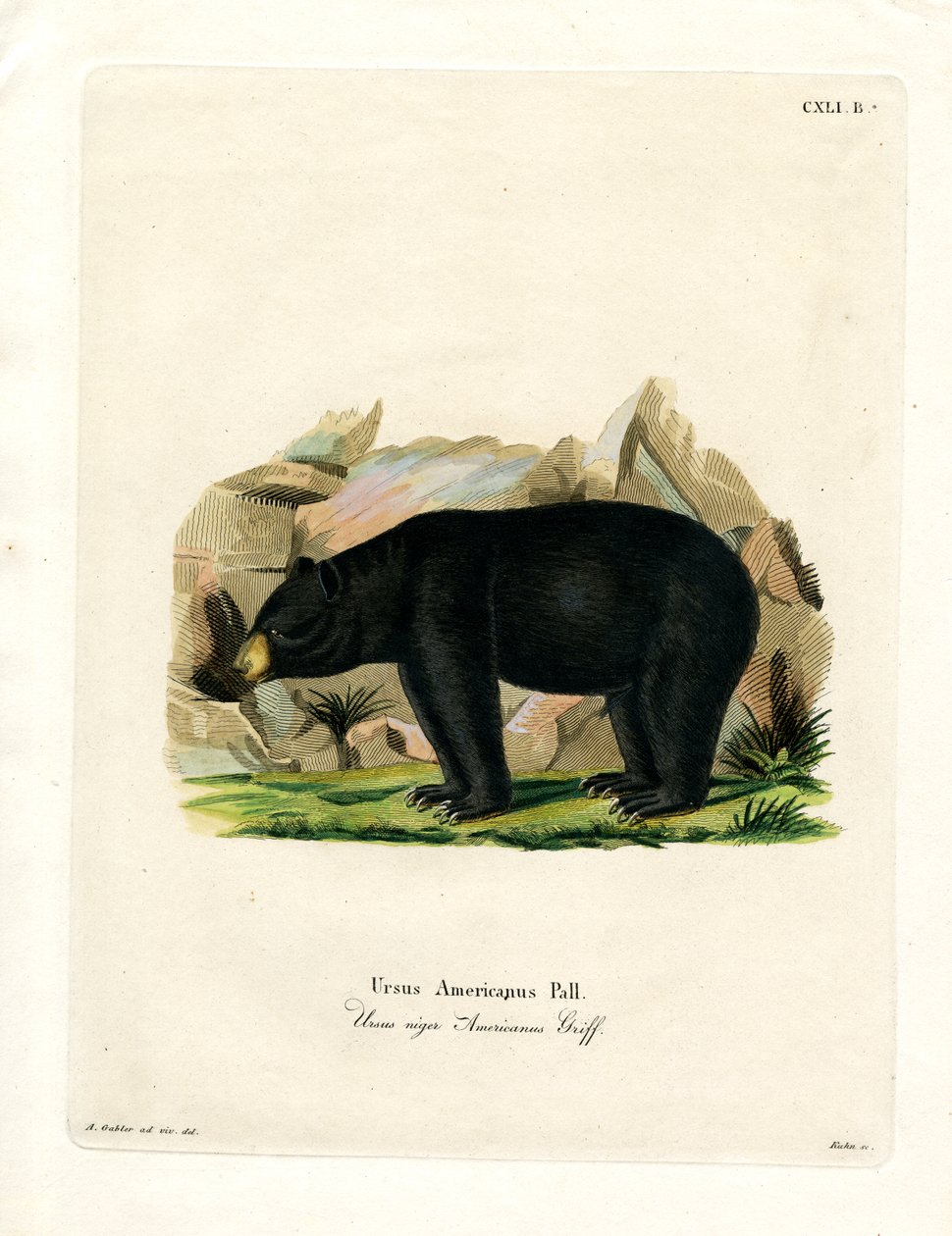 Urso Negro Americano (gravação colorida) de German School