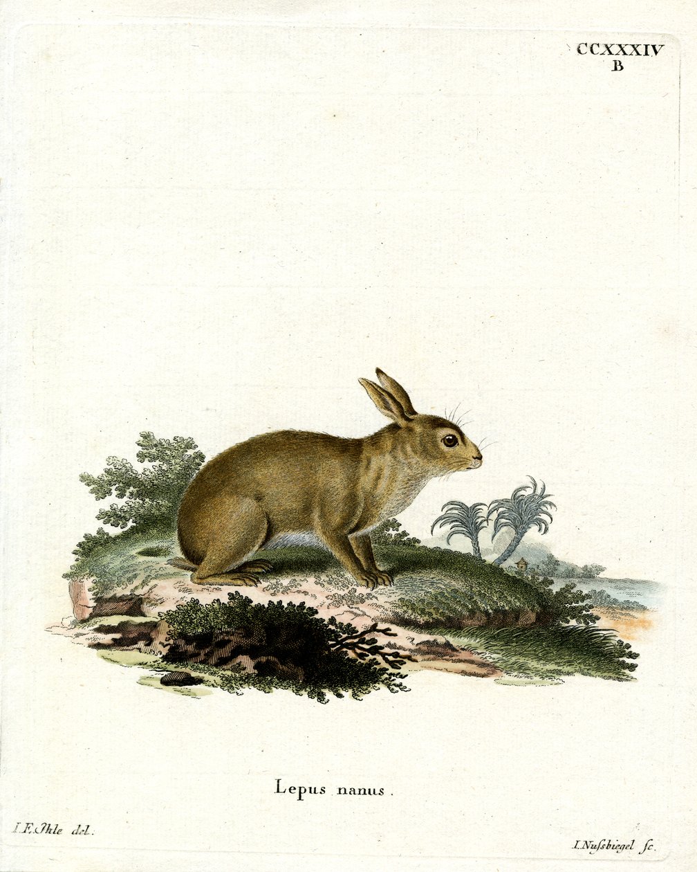 American Gray Rabbit (gravura colorida) de German School