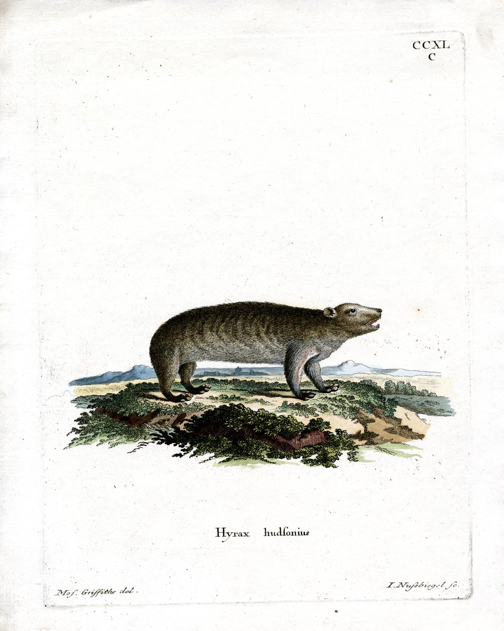 Hyrax americano (gravação a cores) de German School