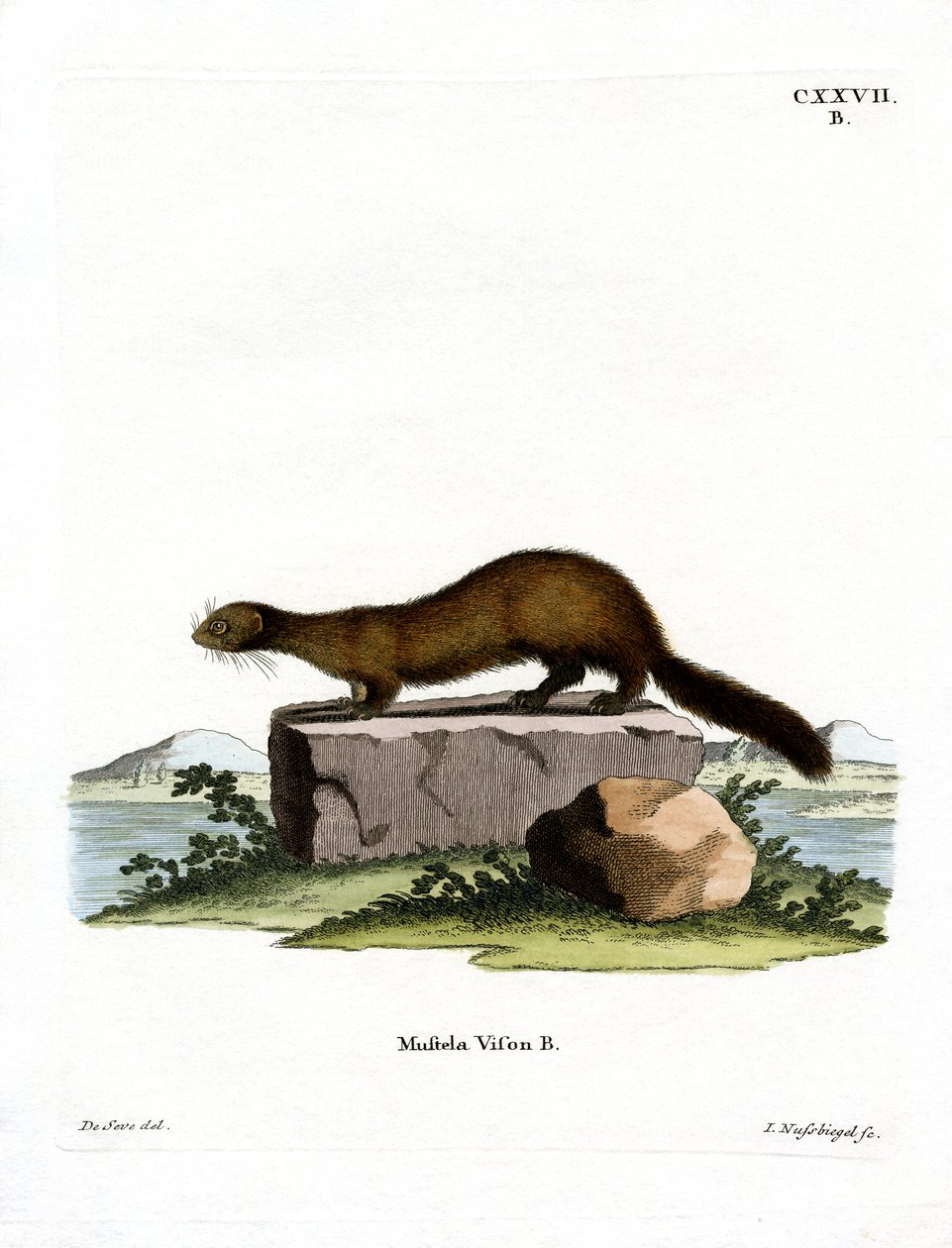 American Mink (gravação a cores) de German School