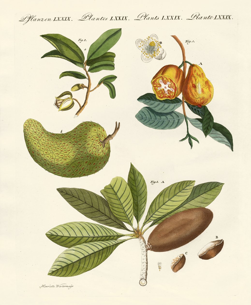 Frutas americanas de German School