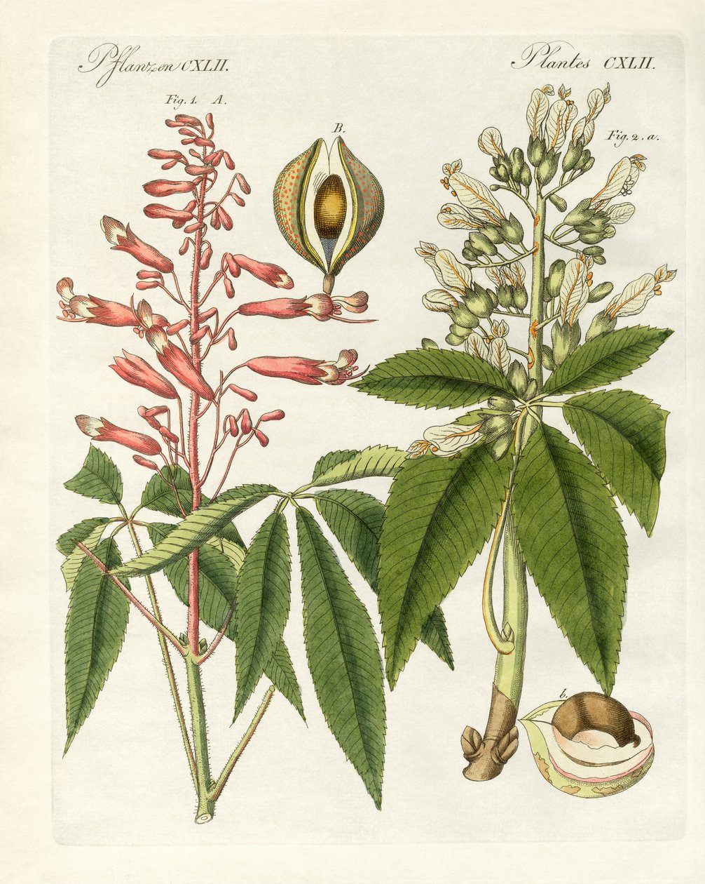 Tipos de baldes americanos (gravura colorida) de German School