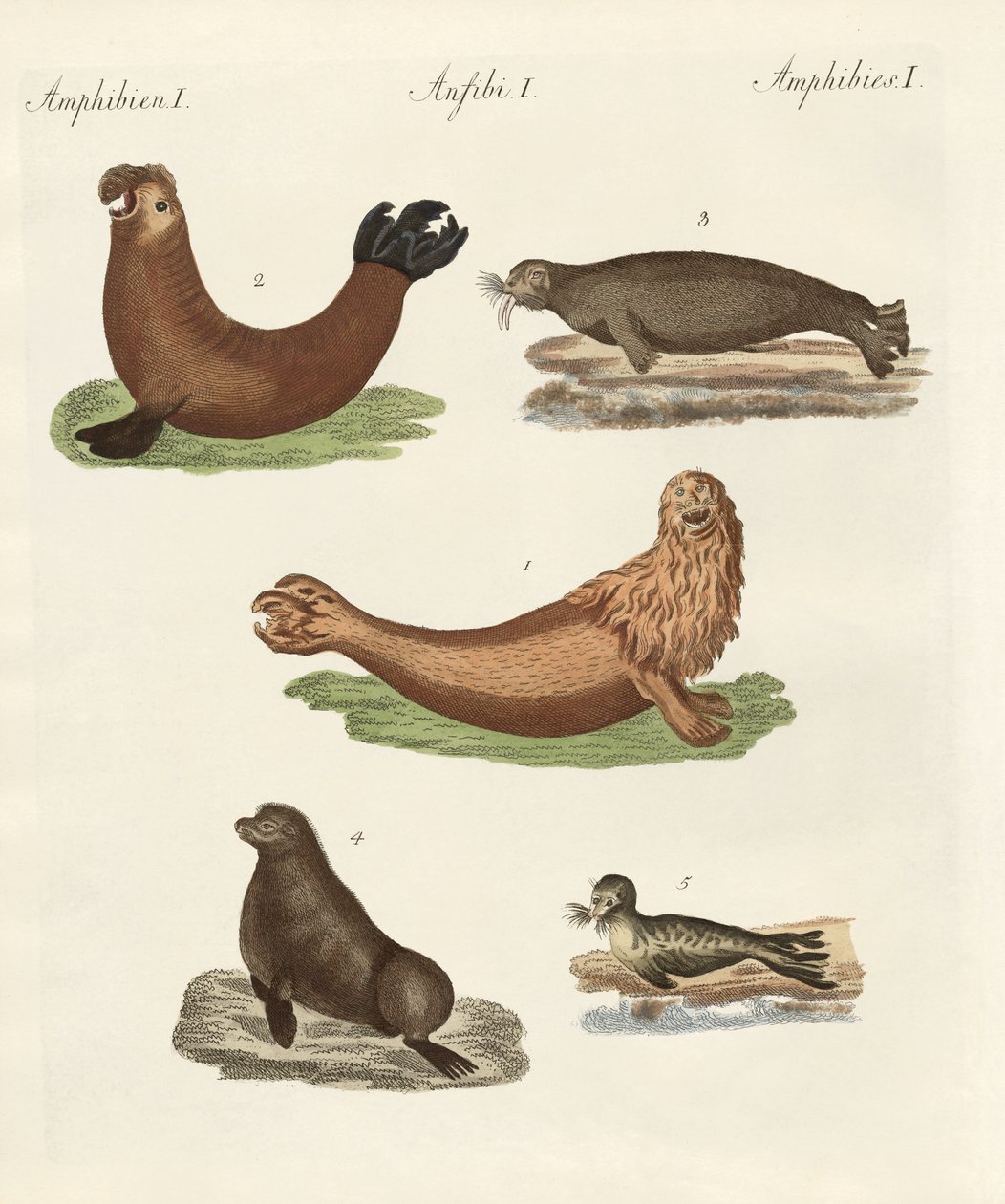 Anfíbios de German School