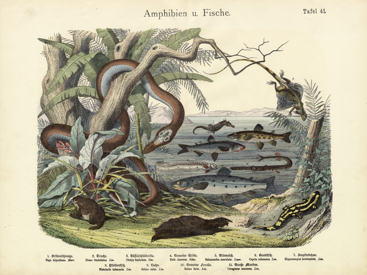 Anfíbios e peixes, c.1860 de German School