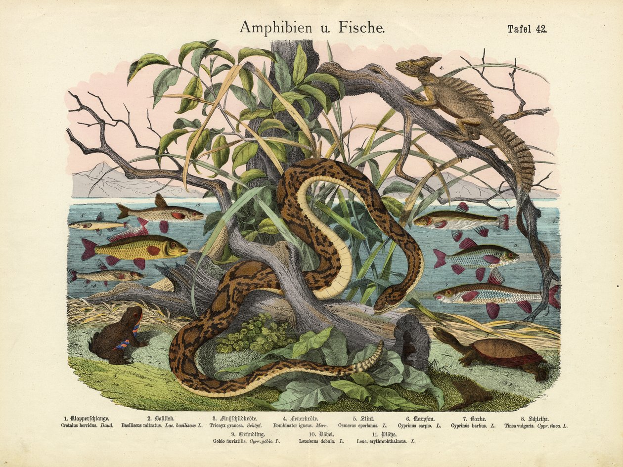 Anfíbios e peixes, c.1860 de German School