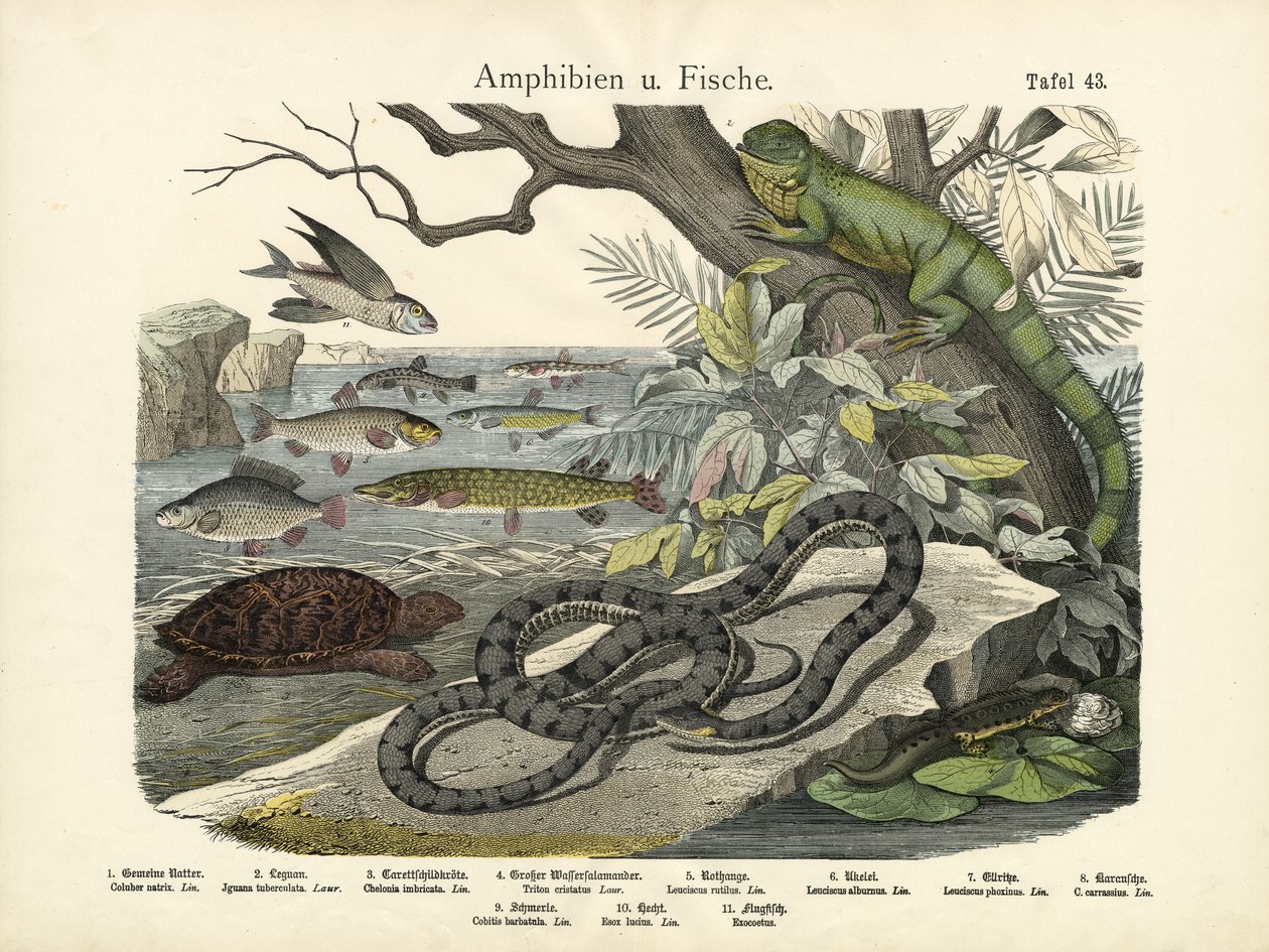 Anfíbios e peixes, c.1860 de German School