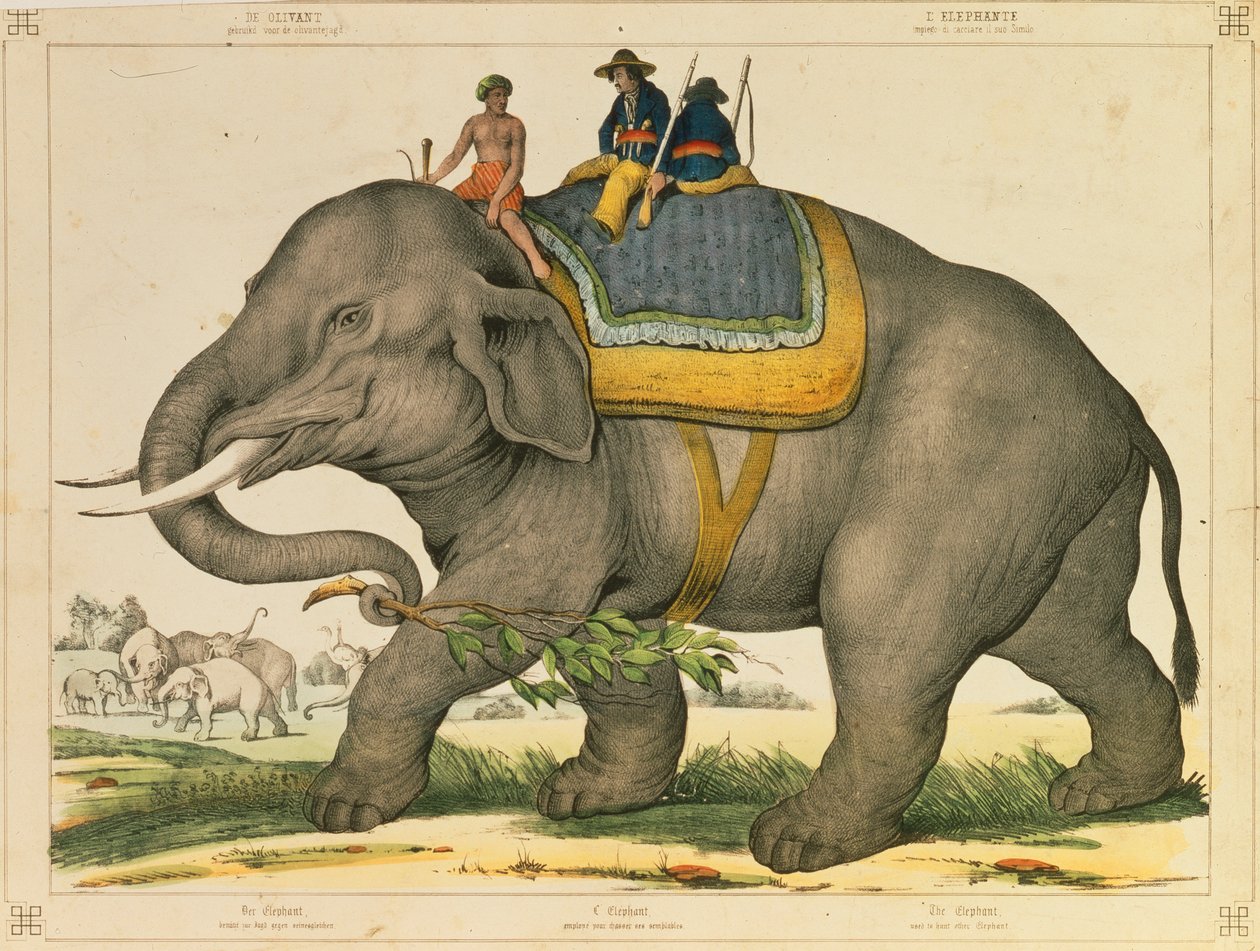 Um elefante costumava caçar seu próprio panfleto pictórico publicado por Joseph Scholz, Mainz, c.1860 de German School