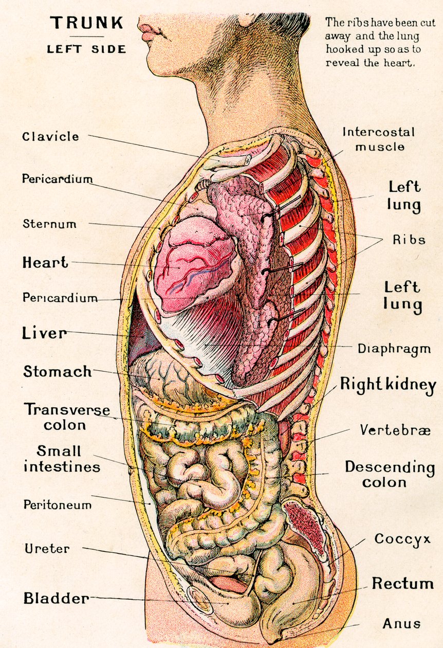 Visão Anatômica do Torso Humano de German School