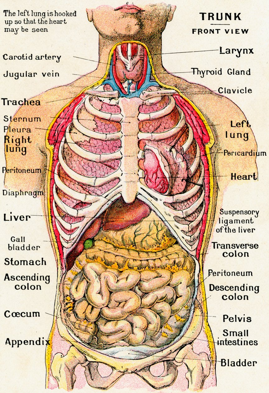 Visão Anatômica do Torso Humano de German School