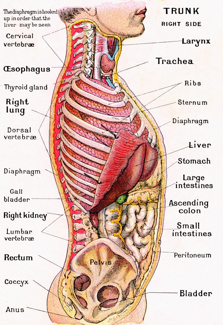 Visão Anatômica do Torso Humano de German School