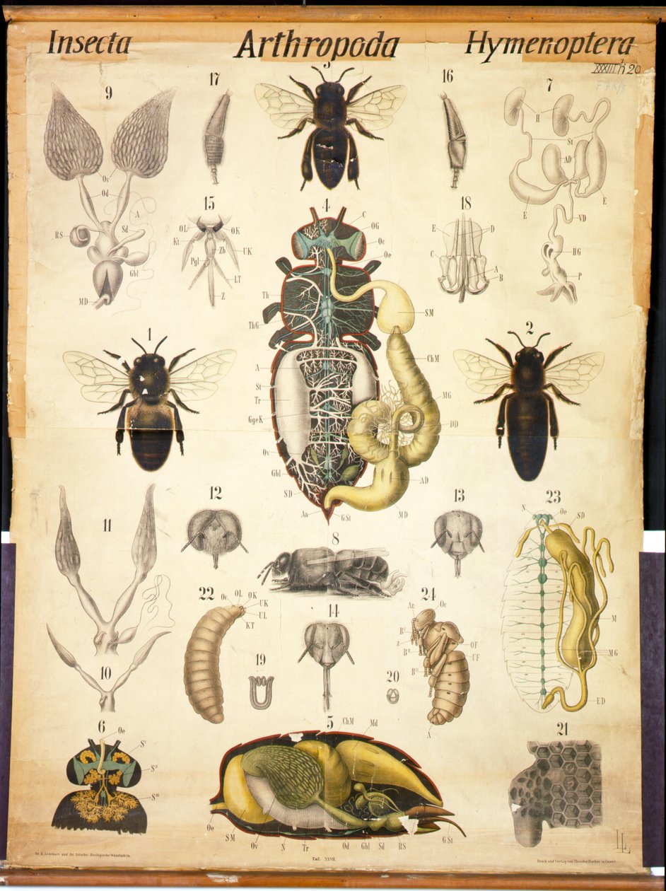 Anatomia da Apis, No.XXVII, Leuckarts, Zoological Wall Chart, 1877-98 de German School