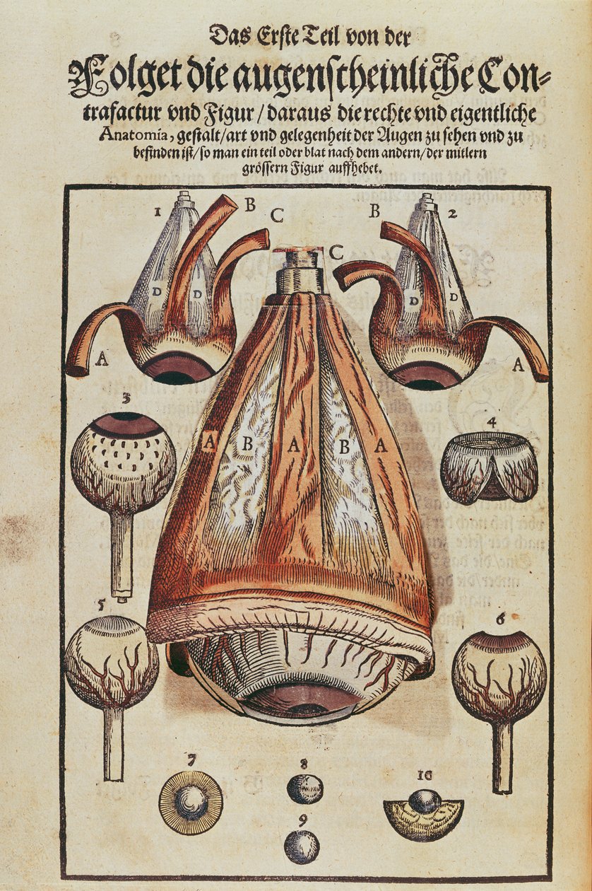 Anatomia do olho, de Ophthalmodouleia por Georg Bartisch (1535-1636) publicado em Dresden em 1583 (impressão em xilogravura a cores) (ver também 236712) de German School