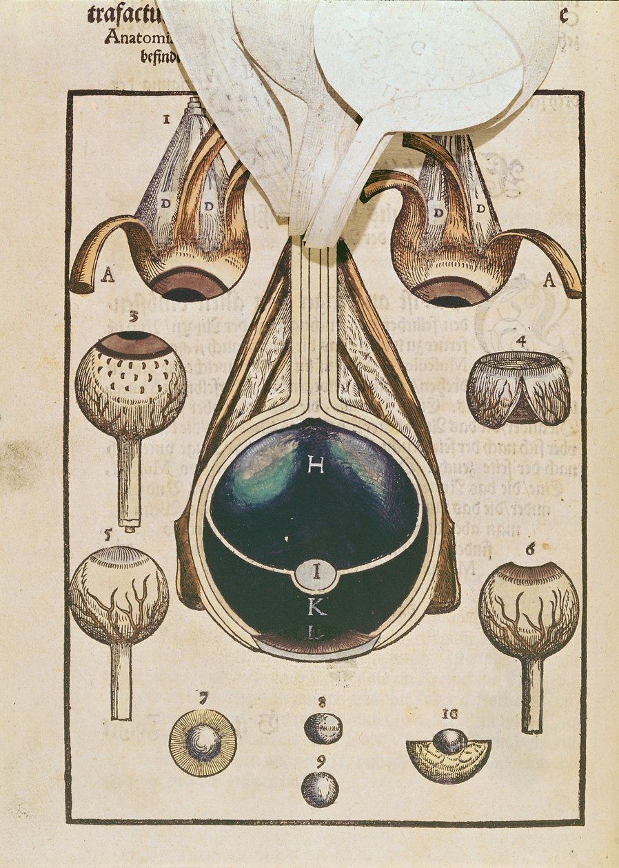 Anatomia do olho, de Ophthalmodouleia por Georg Bartisch (1535-1636), publicado em Dresden em 1583 (impressão em xilogravura a cores) (ver também 236711) de German School