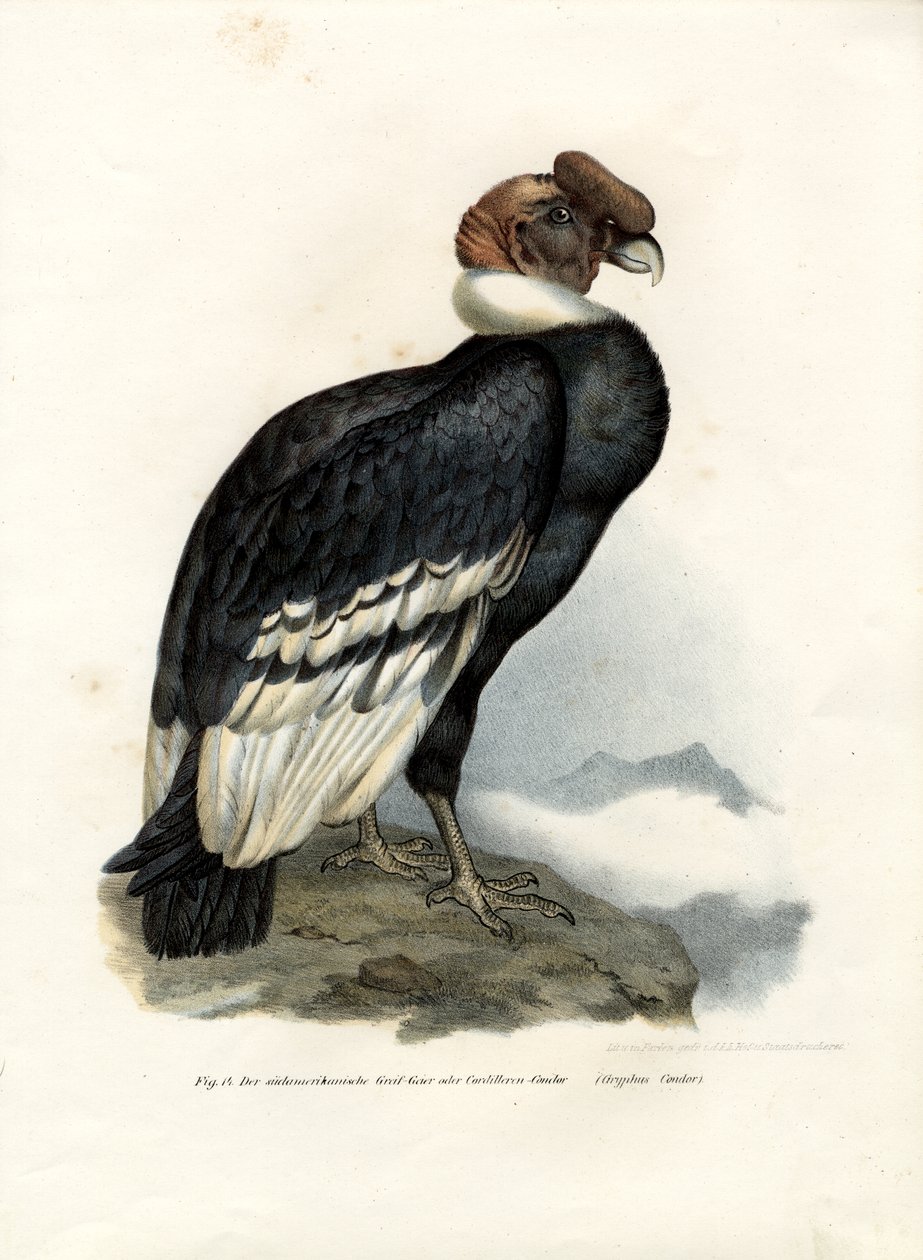Condor Andino, 1864 de German School