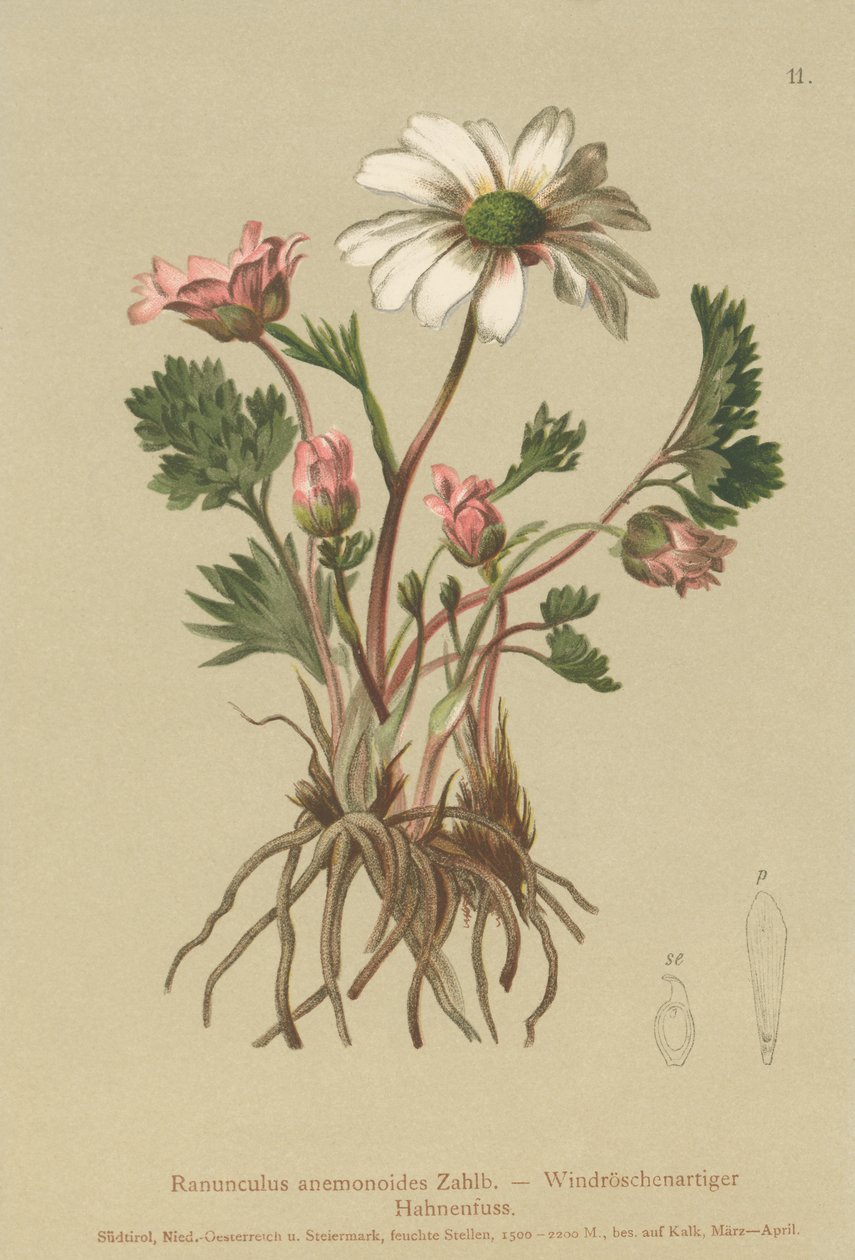 Aranha-anêmona (Ranunculus anemonoides, Callianthemum anemonoides) de German School