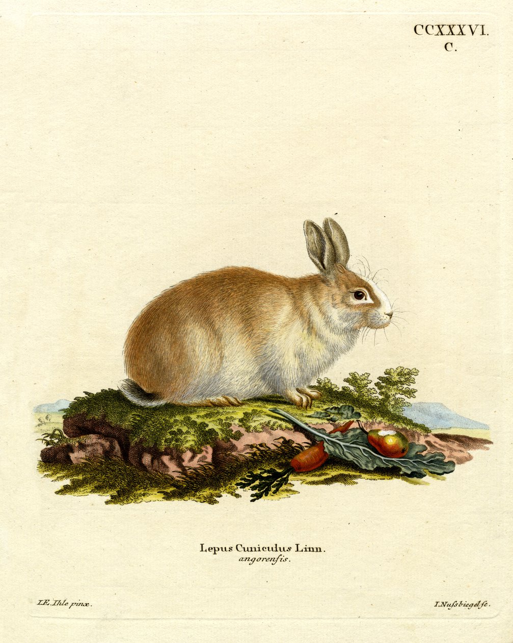 Angora Rabbit (gravura colorida) de German School