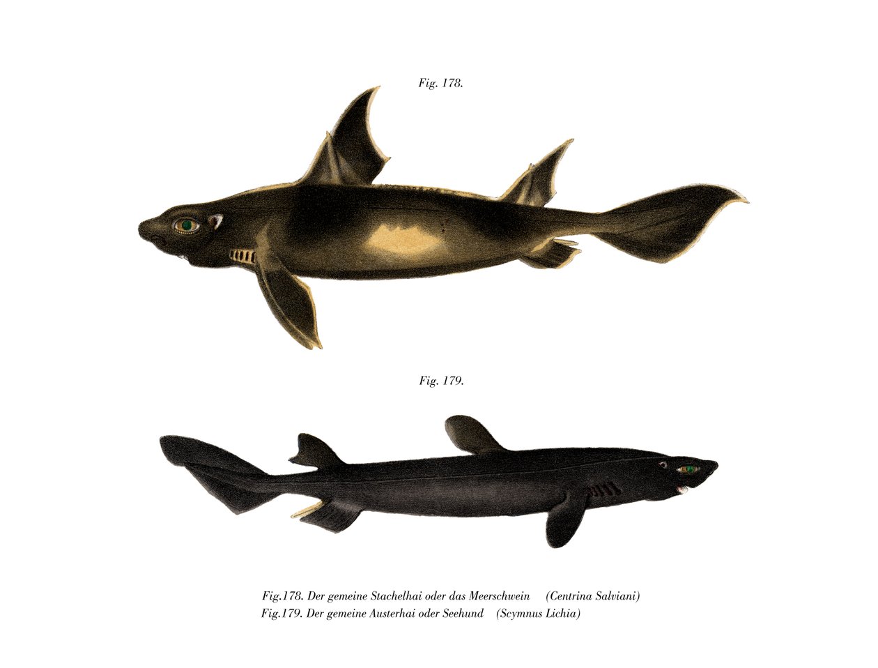 Angular Roughshark (cor litho) de German School