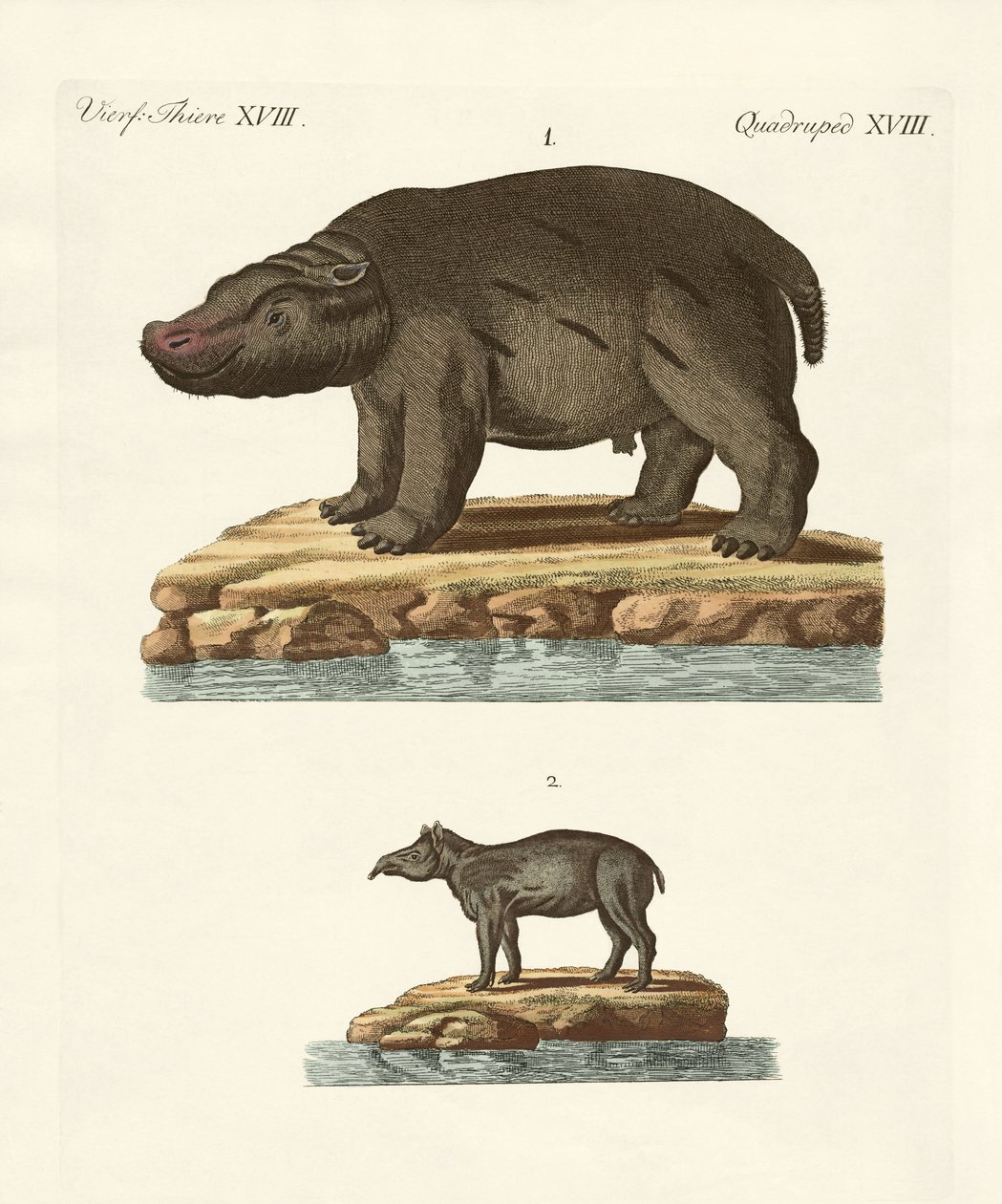 Animais de países quentes de German School