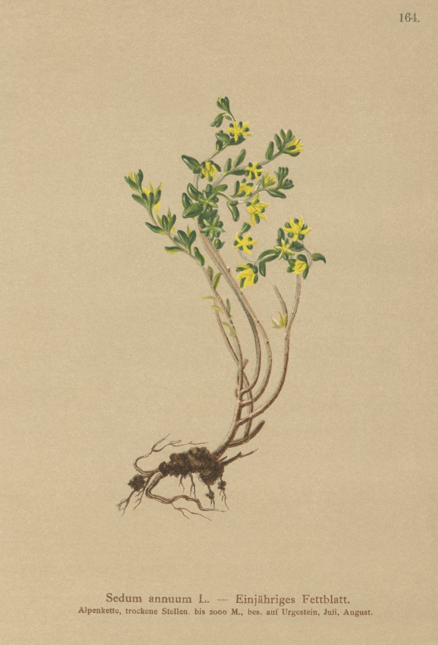 Stonecrop anual (batata Sedum) de German School