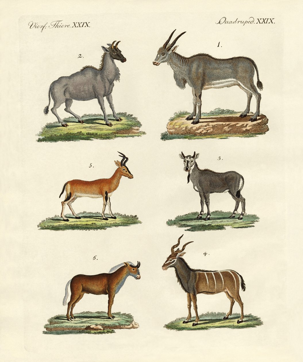 Antílopes e gazelas de German School