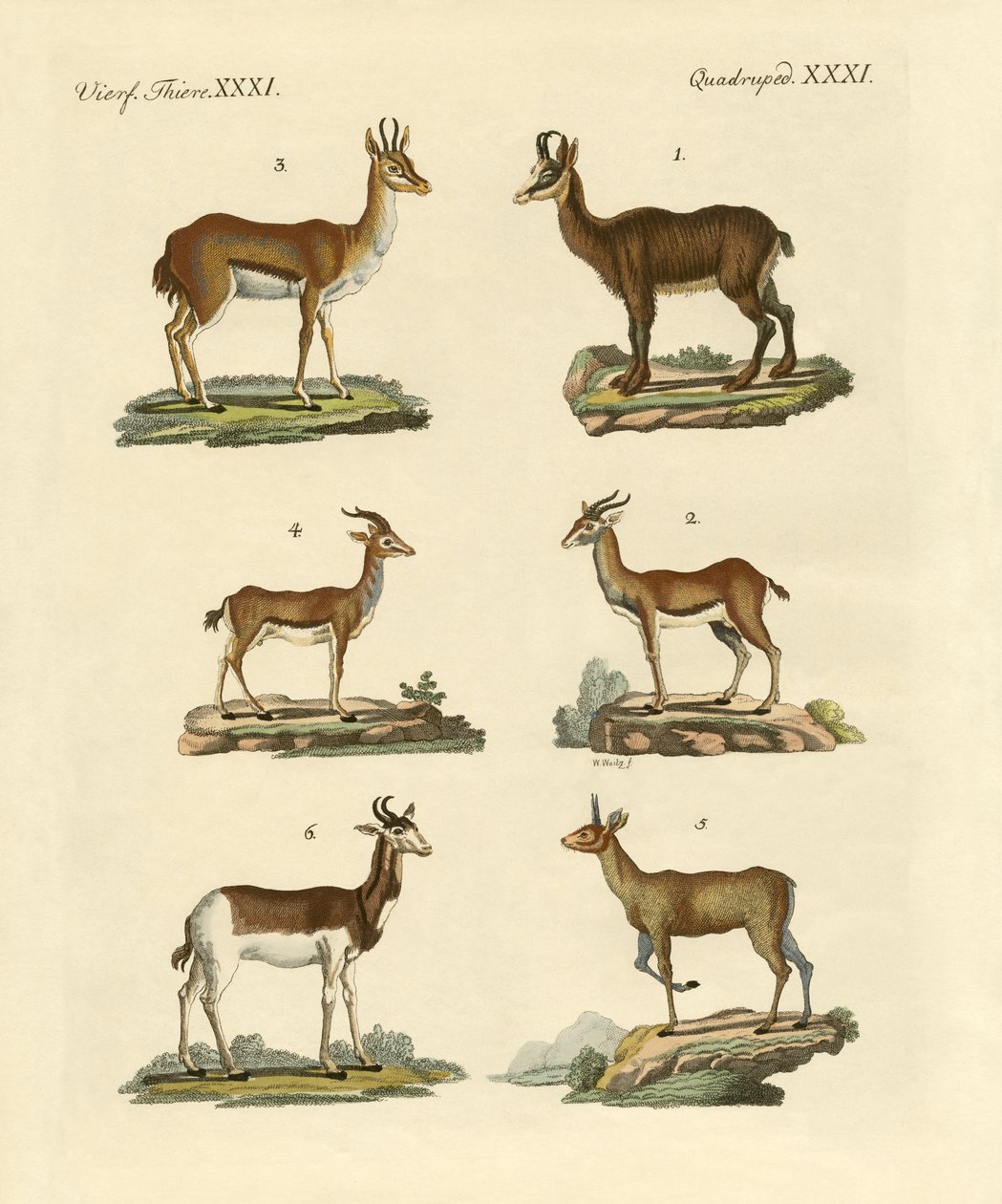 Antílopes e gazelas de German School