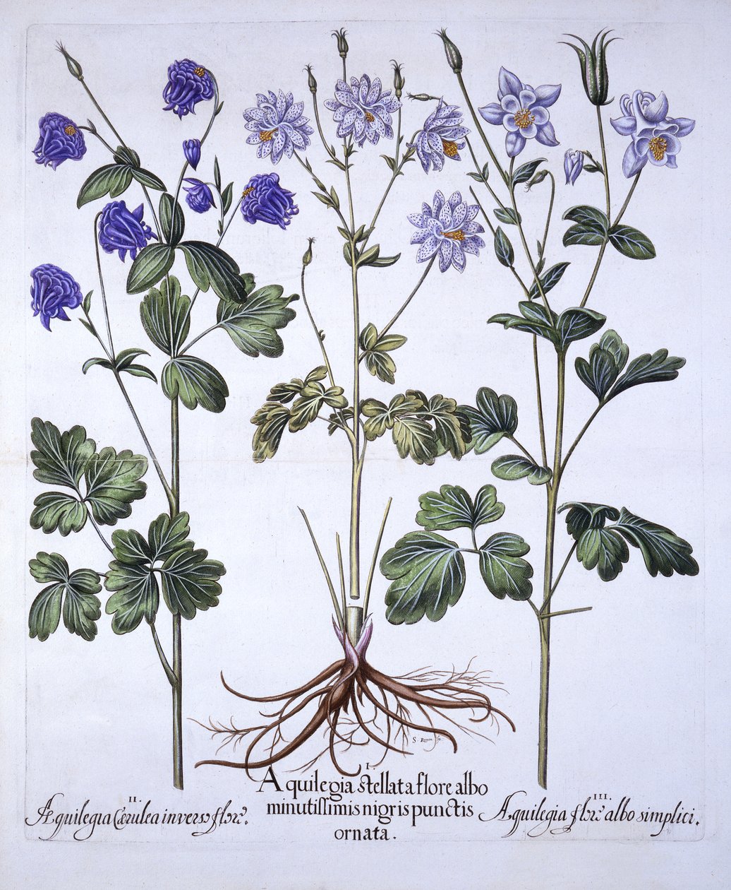 Aquilegia, de Hortus Eystettensis, de Basil Besler (1561-1629), pub. 1613 (gravura colorida à mão) de German School