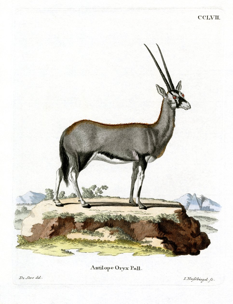 Oryx Árabe (gravura colorida) de German School