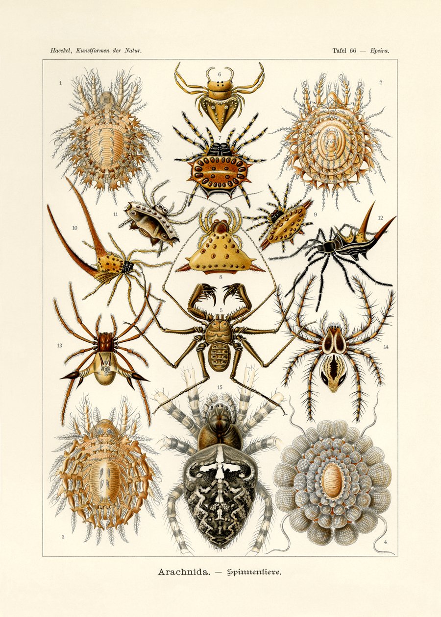Arachnida, 1899-1904 de German School