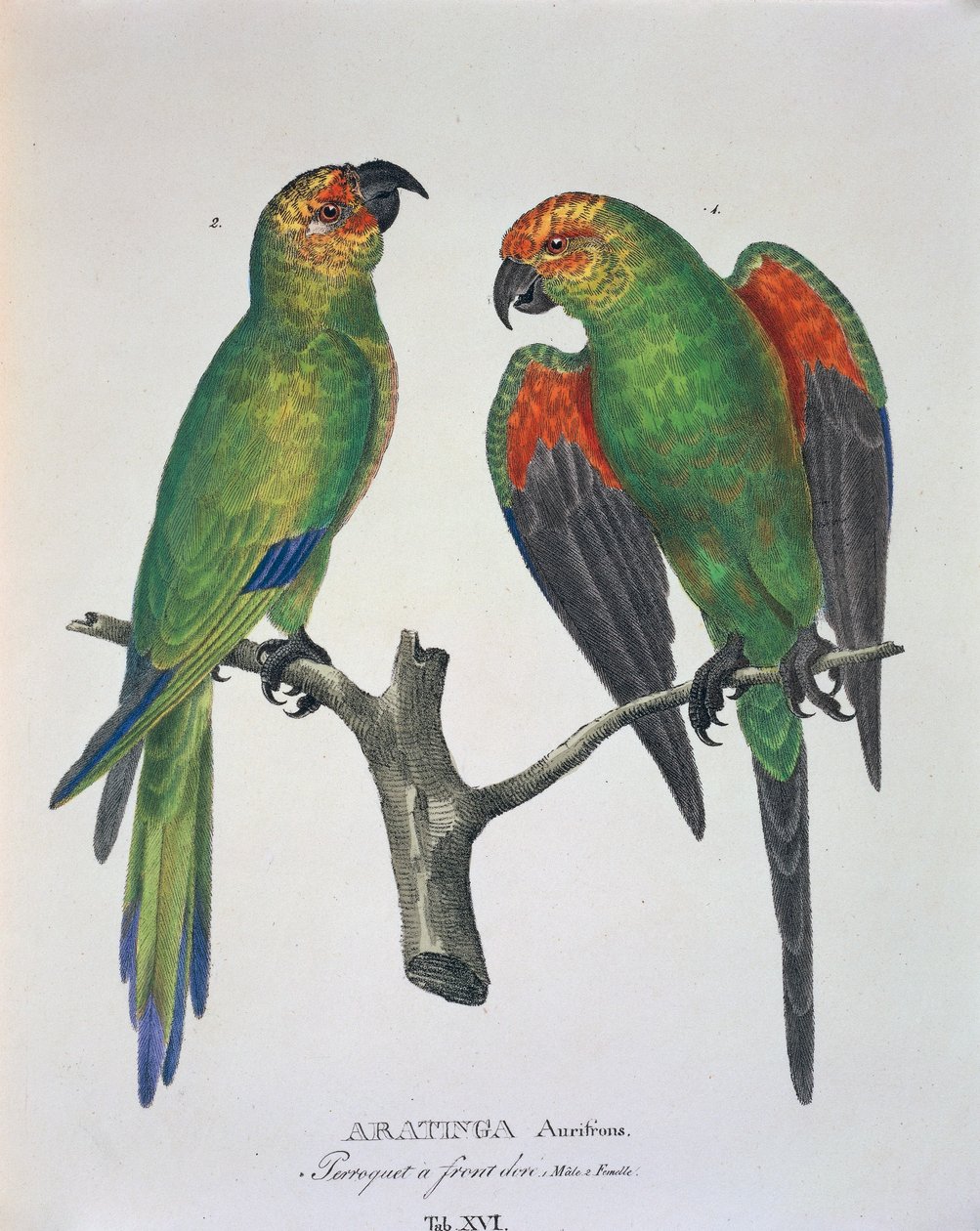 Aratinga Aurifrons (macho e fêmea), tabela XVI de 