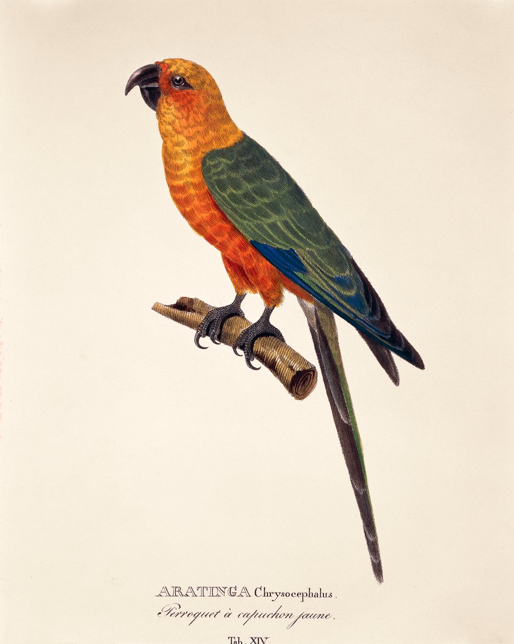 Aratinga Chrysocephalus, tabela XIV de 