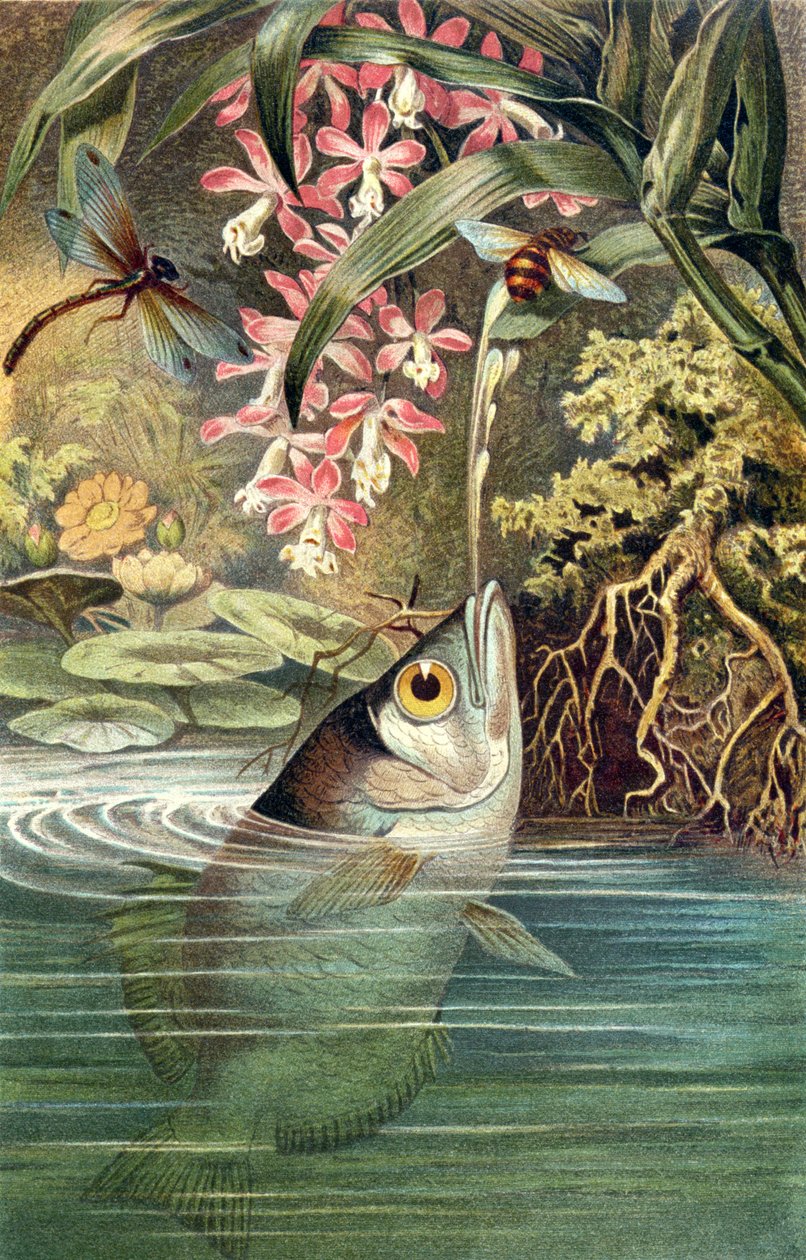 Archerfish, registro de Brehms Tierleben: Allgemeine Kunde des Tierreichs, volume 8, pág. 49, publicado pelo Bibliographisches Institut, 1892 de German School