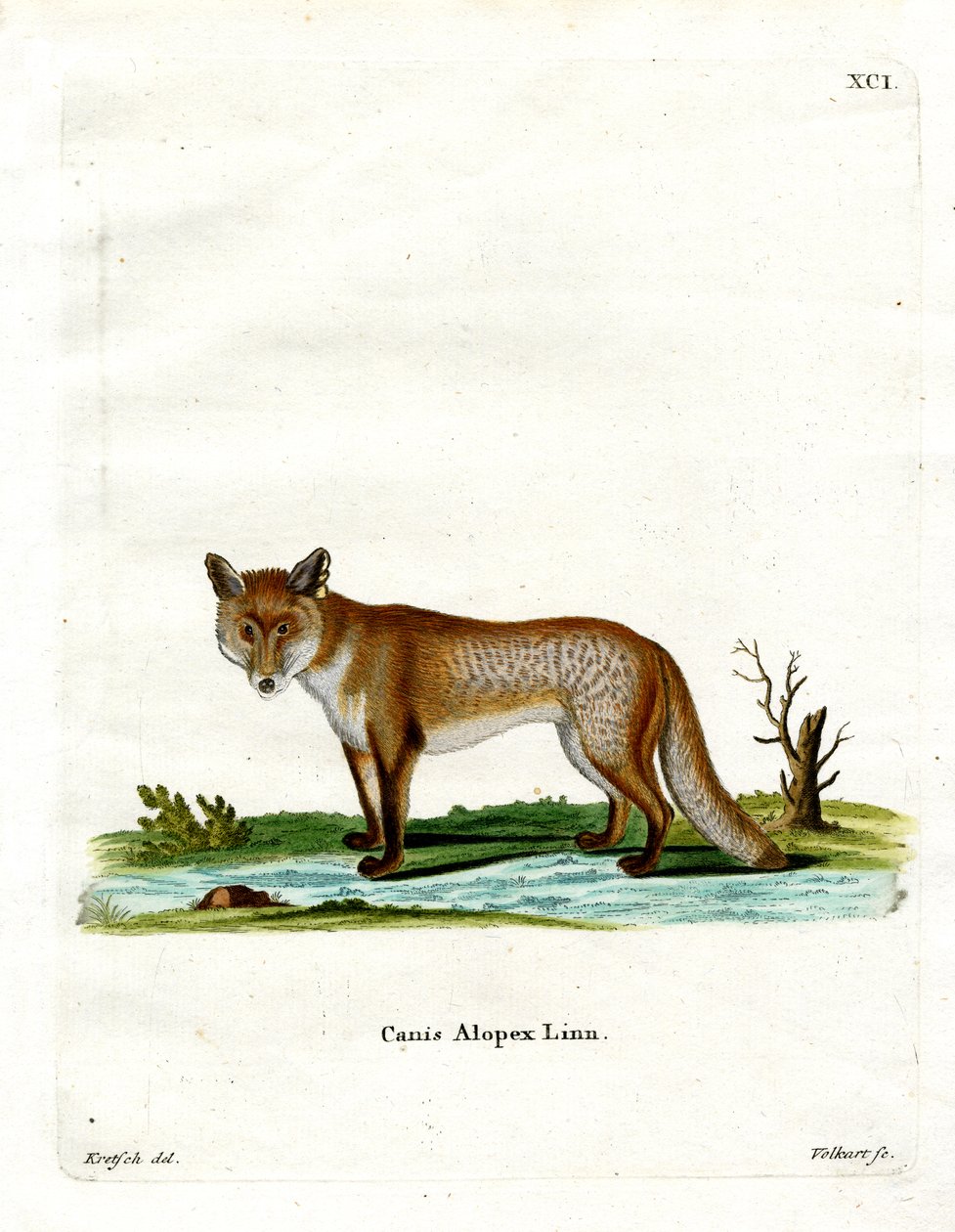 Raposa do Árctico (gravação a cores) de German School