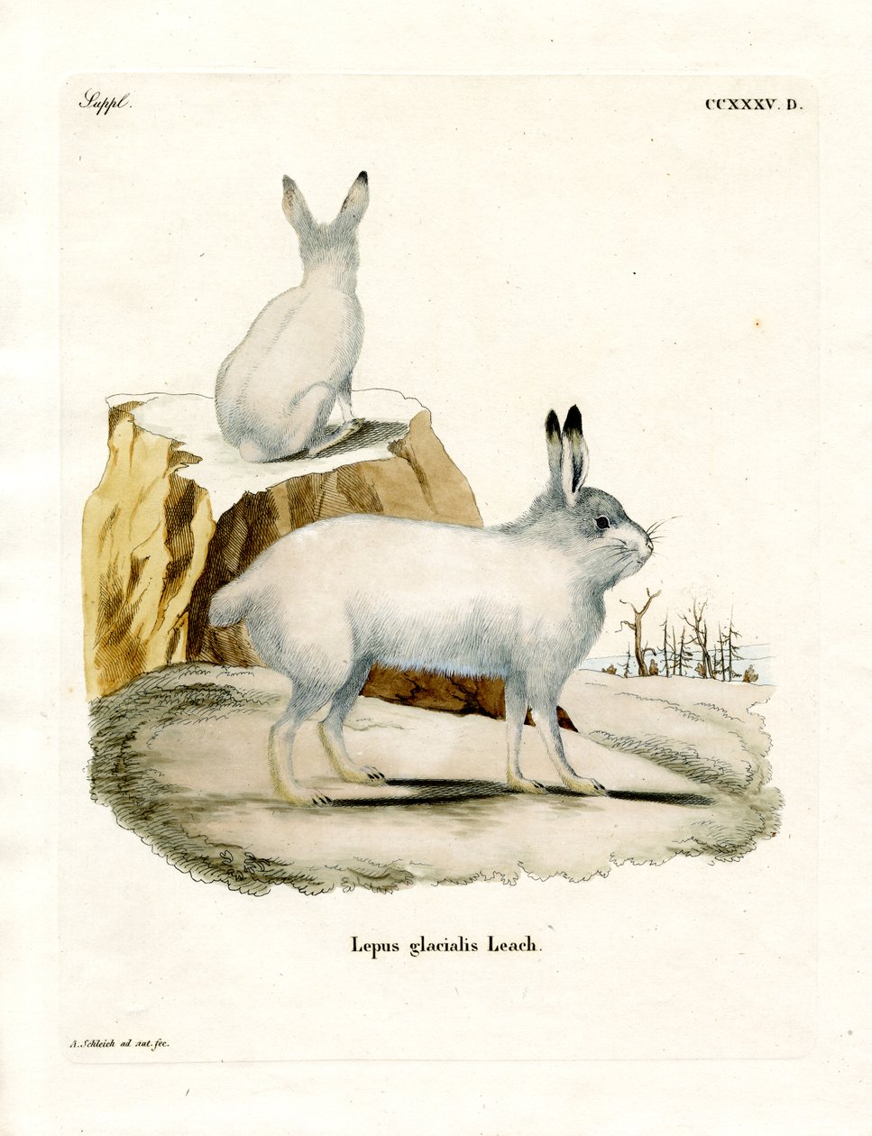 Lebre do Ártico (gravura colorida) de German School