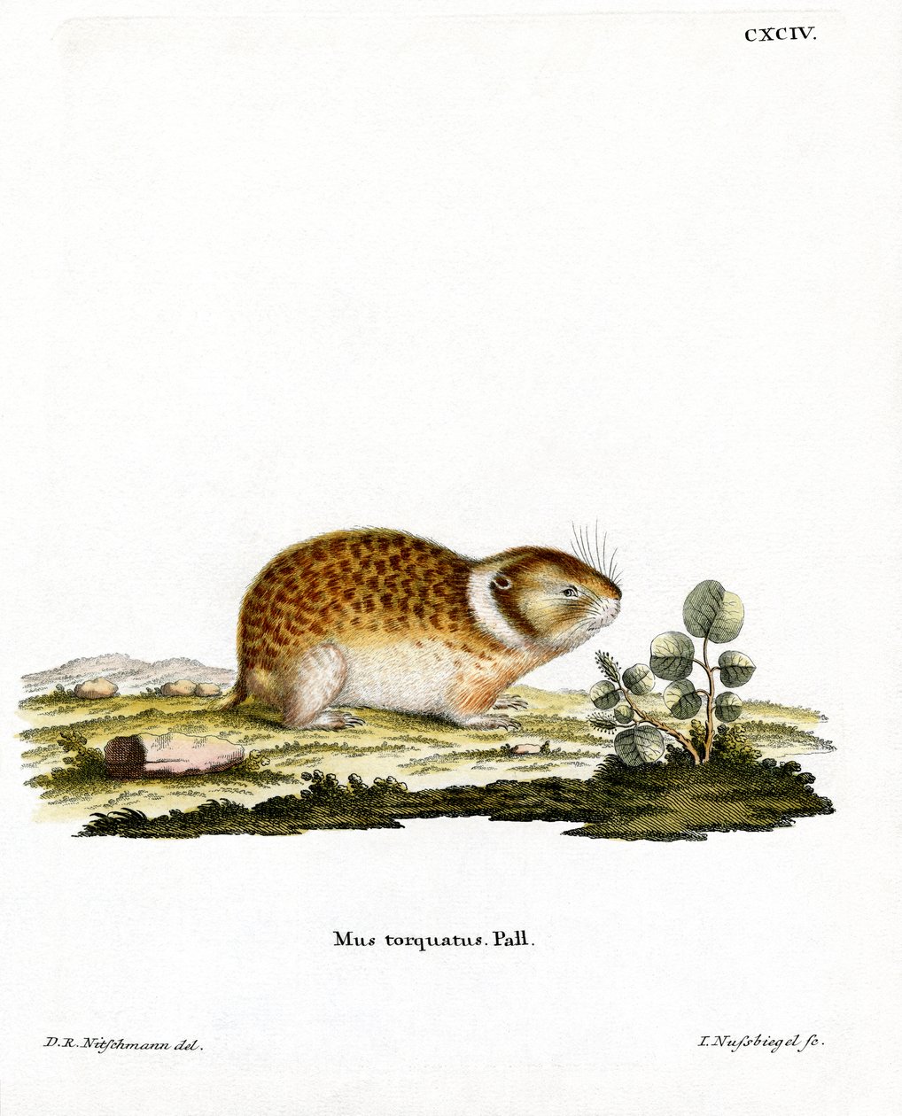 Arctic Lemming (gravura colorida) de German School
