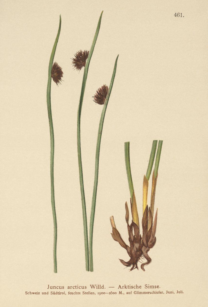 Corrida ártica (Juncus arcticus) de German School