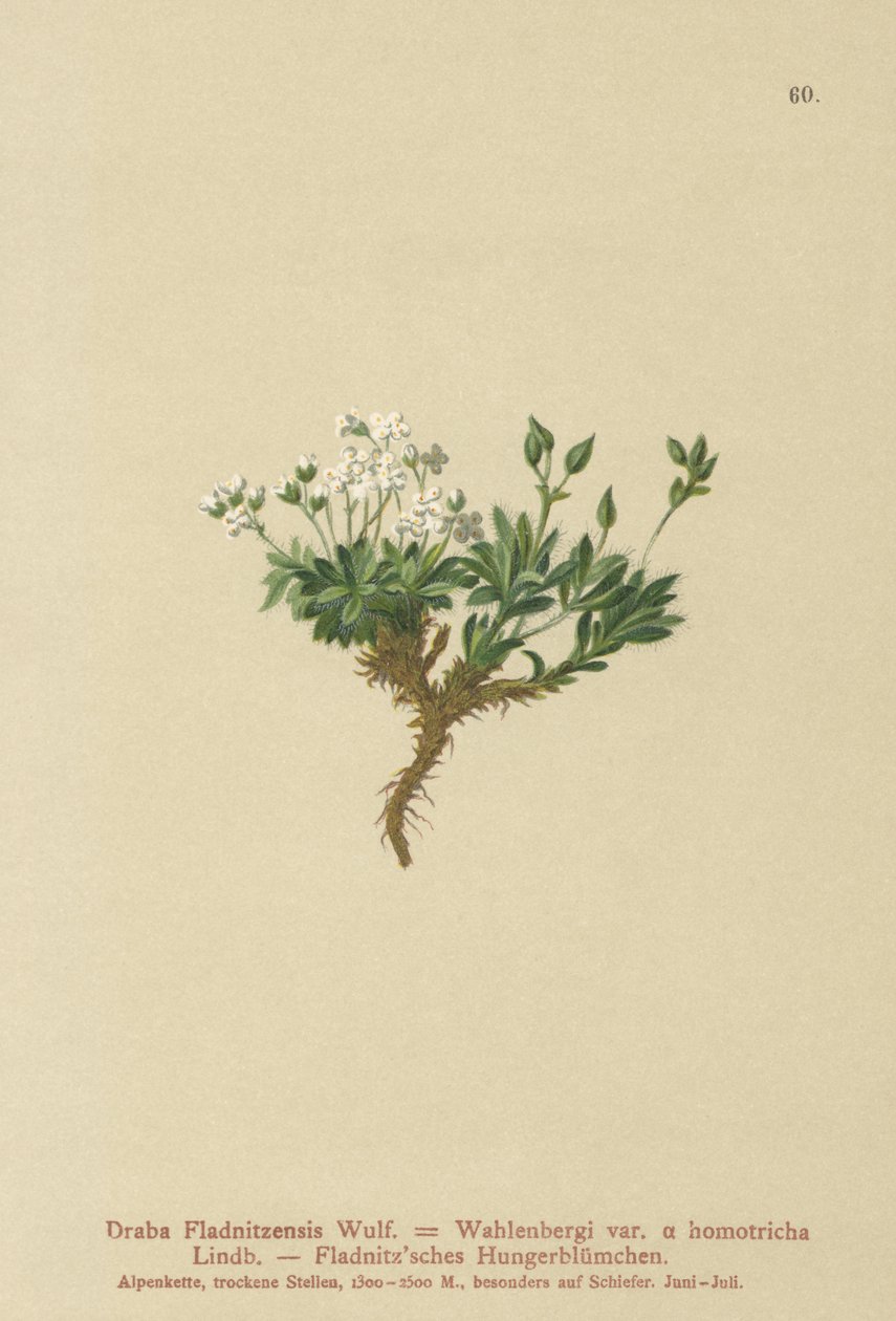 Dragão Ártico (Draba Fladnitzensis, Draba altaica, Draba Wahlenbergi) de German School