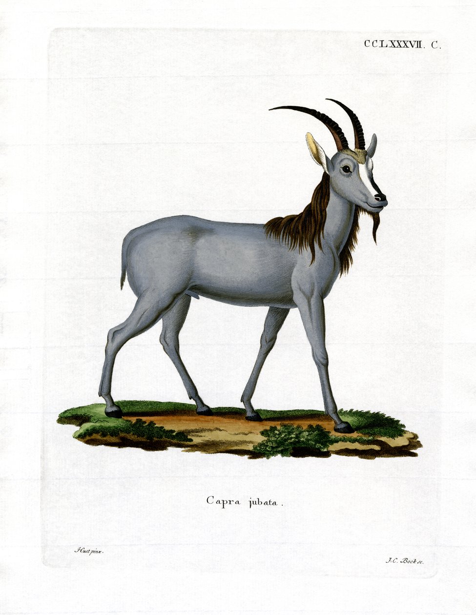 Argali (gravação a cores) de German School