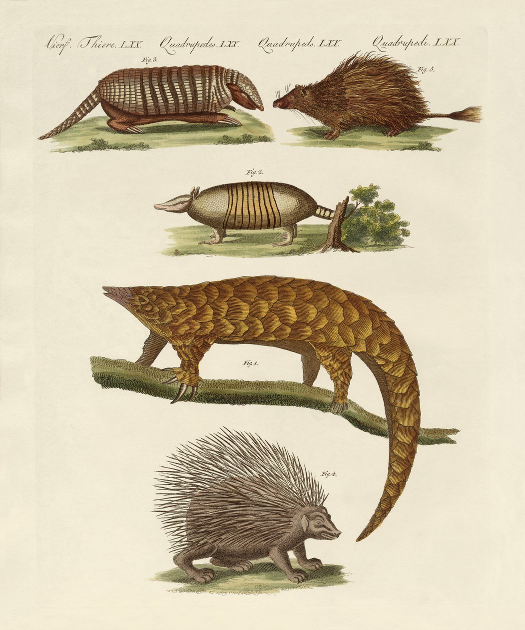Animais blindados e furados (gravura colorida) de German School