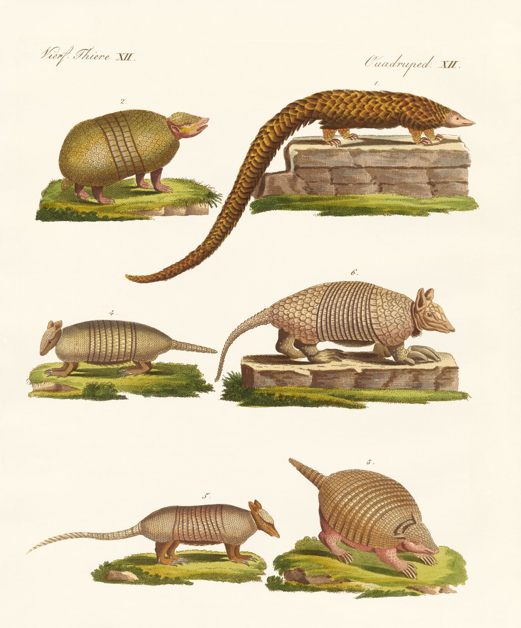 Animais blindados de German School